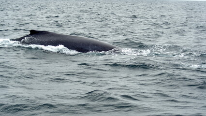 Fototapeta premium Humpback whale in Machalilla National Park, off the coast of Puerto Lopez, Ecuador