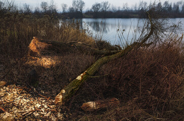 Fototapeta premium Ślady bobrów nad jeziorem