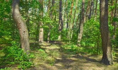 Summer scene. Mixed forest in a sunny summer day. Nature background.

