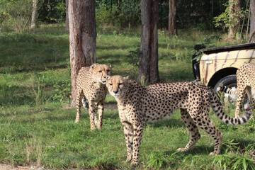 cheetah in the grass