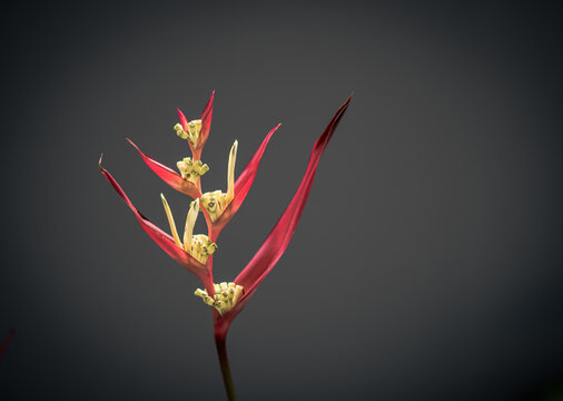 Real beauty nature. Strelitzia, bird of paradise, crane lily plant. Red pink blossom tropical exotic unic flower narrow petal yellow bloom. Light gray background. Copy space. Botanic floral design