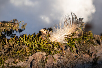 Fototapeta na wymiar a small feather is lying on a twig with green moss at the sunset, with snow in the background