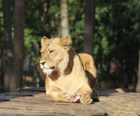 lion in the zoo