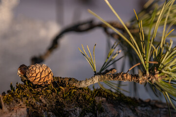 small cone from a swiss stone pine on a twig with green moss at the sunset 