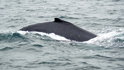 Fototapeta premium Humpback whale in Machalilla National Park, off the coast of Puerto Lopez, Ecuador