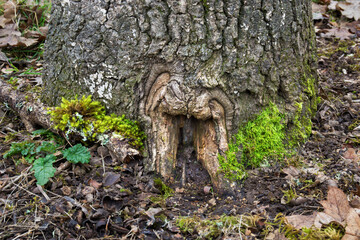 An Oak tree close up with natural fairy door