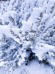 Fototapeta na wymiar Floco de neve