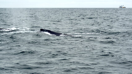 Humpback whale in Machalilla National Park, off the coast of Puerto Lopez, Ecuador