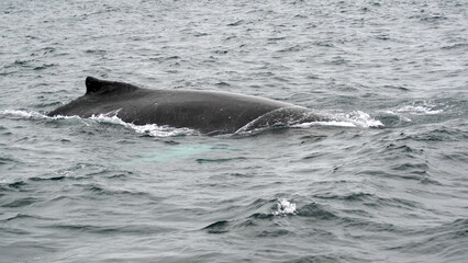 Fototapeta premium Humpback whale in Machalilla National Park, off the coast of Puerto Lopez, Ecuador