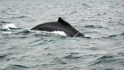 Fototapeta premium Humpback whale in Machalilla National Park, off the coast of Puerto Lopez, Ecuador