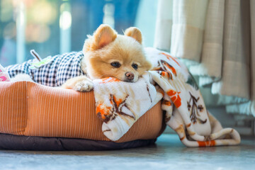 Portrait of a beautiful dog sleeping in his bed. Pomeranian spitz resting on bed. Small dog of...