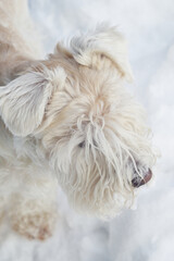 White schnauzer puppy in winter environment looking at something in the distance