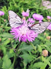 Fototapeta na wymiar Butterflies In Love On A Purple Flower. Butterfly day