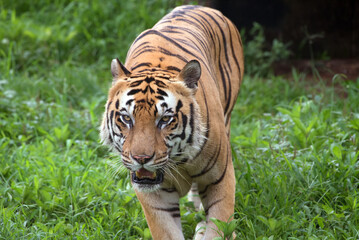 Naklejka na ściany i meble Big male Bengal tiger walking in the grass