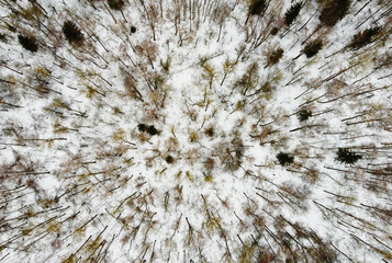 Top view of a winter pine forest on a snowy day