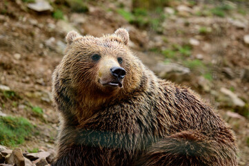Fototapeta na wymiar A brown inhabitant of the Carpathian forests, a brown bear in the rehabilitation center of Synevyrska Polyana.