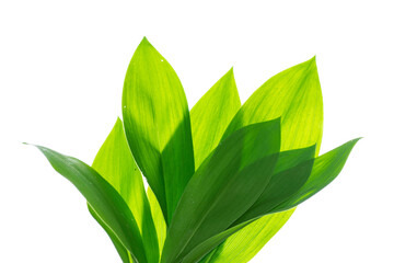 Floral leaves. Lily of the valley flower on white background