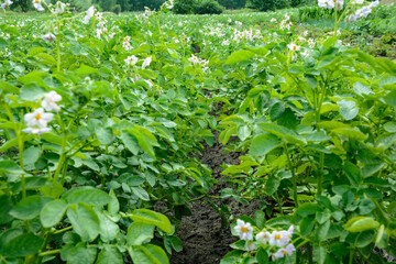 Young potatoes bloom in the beds of a farmer's field in abundance.