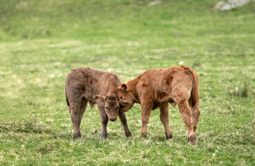 Brown calves, butting heads, close up, in a field in Scotland, uk in the Summertime