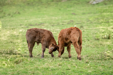 Brown calves, butting heads, close up, in a field in Scotland, uk in the Summertime - obrazy, fototapety, plakaty