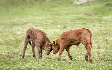Brown calves, butting heads, close up, in a field in Scotland, uk in the Summertime © Digital Nature 