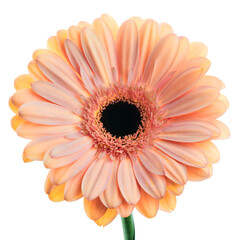 Pink-orange colored gerber flower on white background
