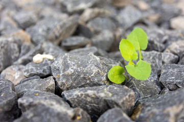weeds that grow between stones on the ground