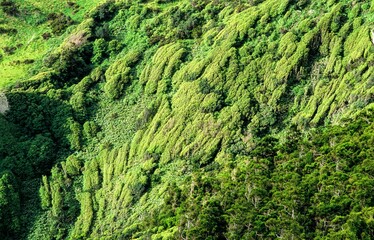 die dicht bewachsene Steilküste auf den Azoren ist von einer üppigen Vegetation geprägt -...