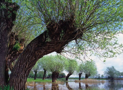 Willows trees in the backwaters, Lower Vistula Valley (Dolina Dolnej Wis&sup3;y), Poland