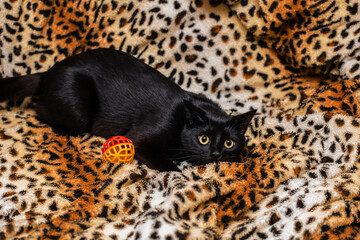 Close up portrait of a domestic black cat. Kitten with yellow eyes looking in front