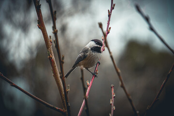 Black capped chickadee on branch during winter in Maine