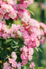 Fragrant rose bush roses growing in the English garden in summer.