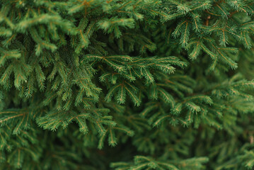 Natural background. Spruce needles close-up