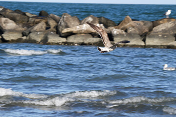 sulla spiaggia  a Porto Garibaldi Ferrara