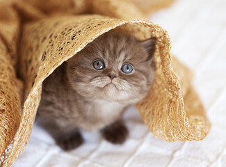 Edel und niedlich - Britisch Kurzhaar Kitten Katzen 