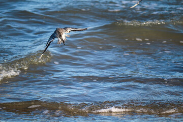 sulla spiaggia  a Porto Garibaldi Ferrara