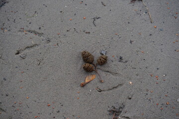 Sturm windig Berlin Weissensee