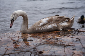 schwänne am Weissensee
