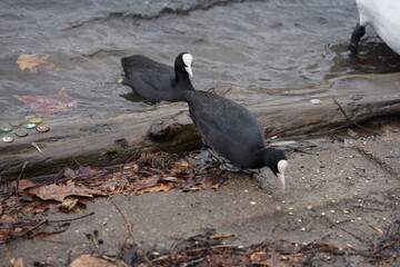 Wasservögel im Weissensee in Berlin