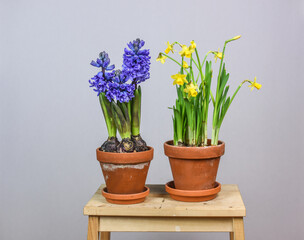 Hyazinthe und Narzisse im Blumentopf, Frühblüher im Tontopf, Frühling Blumen
