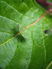 Shield bug nymph
