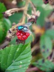 Bluebottle on blackberry