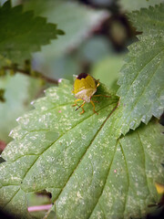 Green shield bug