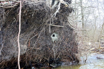 Tree roots Kingfisher nest Gniazdo zimorodek korzenie drzew Baumwurzeln Eisvogelnest - obrazy, fototapety, plakaty