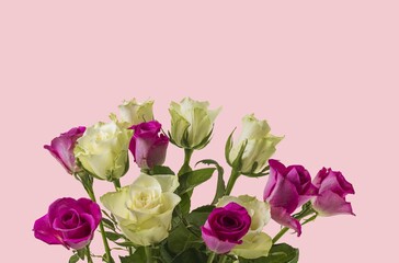 Close up view of tops of beautiful white and pink roses isolated on pink background. 