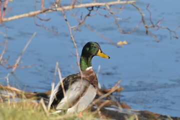 Germano reale maschio in abito nuziale