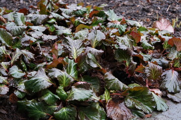 Stauden für den Garten