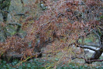 ein Park im Winter