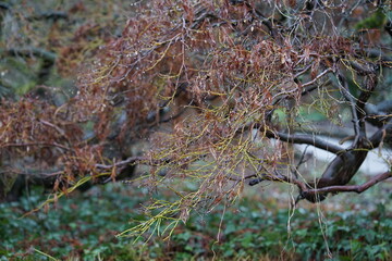 ein Park im Winter