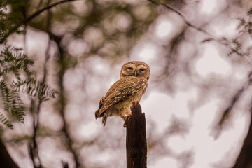 Spotted Owl sitting on a tree